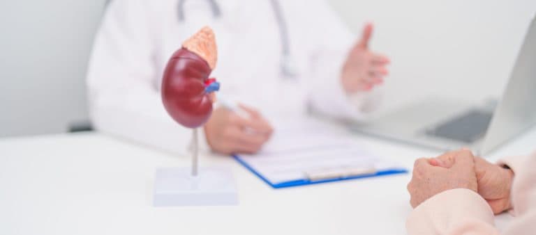 Modelo anatômico de rim sobre a mesa durante consulta médica, enquanto profissional de saúde orienta paciente sobre fatores de risco, sinais de alerta, prevenção e diagnóstico do câncer de rim.